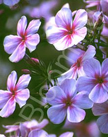 Phlox arendsii 'Suzanne'